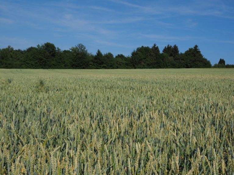 L’evoluzione dei grani teneri. Pubblicato su Nature Genetics un nuovo studio. Ricercatori CREA unici italiani tra gli autori