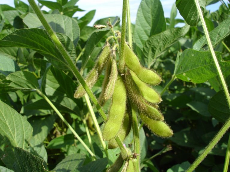 Il diritto dell’Unione vieta l’aggiunta dell’alga Lithothamnium calcareum nella trasformazione di alimenti biologici quali le bevande biologiche a base di soia e di riso