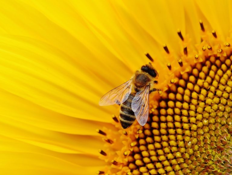 Agrumi e apicoltura. Ecco Plant-B: un progetto di ricerca nell’area del Mediterraneo per una maggiore sostenibilità e redditività