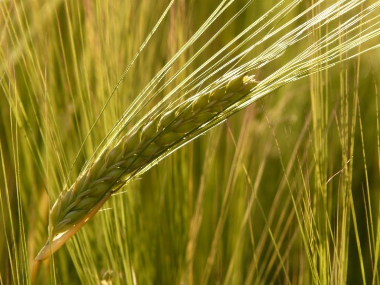 Cereali autunno-vernini, migliorare rese e qualità e ridurre l’impatto ambientale. Webinar il 7 ottobre