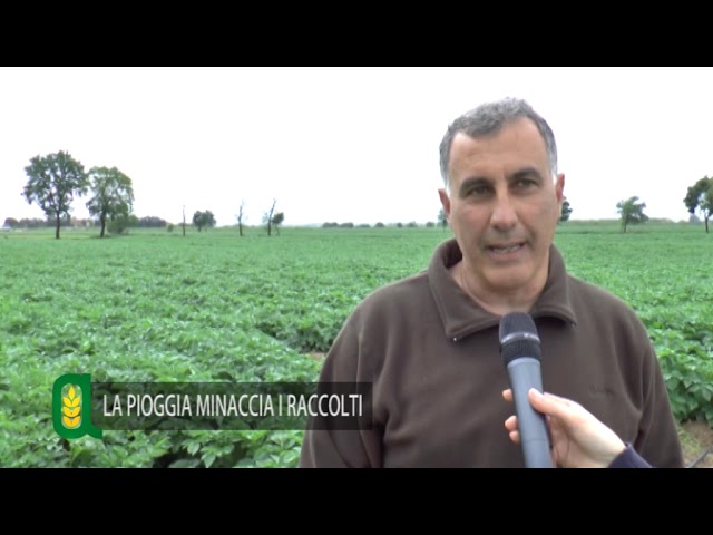 Agricoltura e maltempo, troppa acqua minaccia i raccolti
