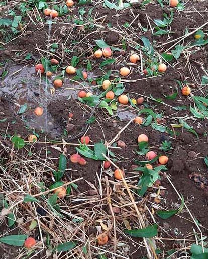Puglia nella morsa della grandine. Copagri: «Quasi distrutti angurie e meloni pronti alla raccolta»