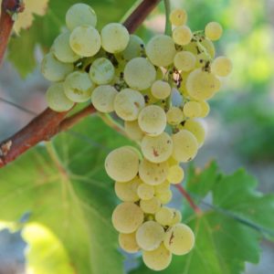 Doc Sicilia. Consorzio riduce le rese delle uve Grillo a 110 quintali ad ettaro per la vendemmia 2019