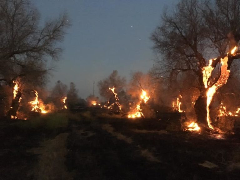 Xylella, allarme incendi nel Salento. Già divorati dalle fiamme decine di ettari di oliveto. Burocrazia lenta