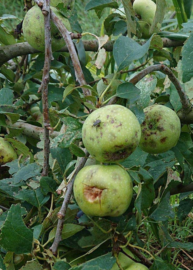Cimice asiatica, situazione già drammatica al Nord. Cia, è allarme per l’agricoltura: danni fino al 100% sulla frutta