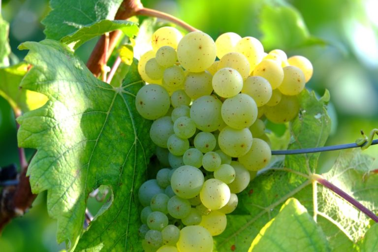Vendemmia, Confagricoltura: la variabile clima sempre più determinante. Preoccupazioni per il mercato