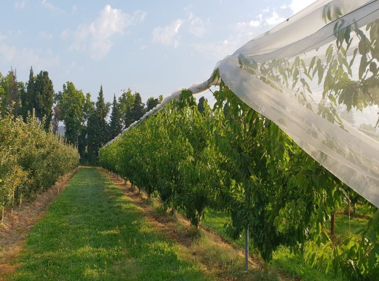 Coperture, nuova soluzione per kiwi, ciliegie e piccoli frutti. Arrigoni presenta Protecta Ultra