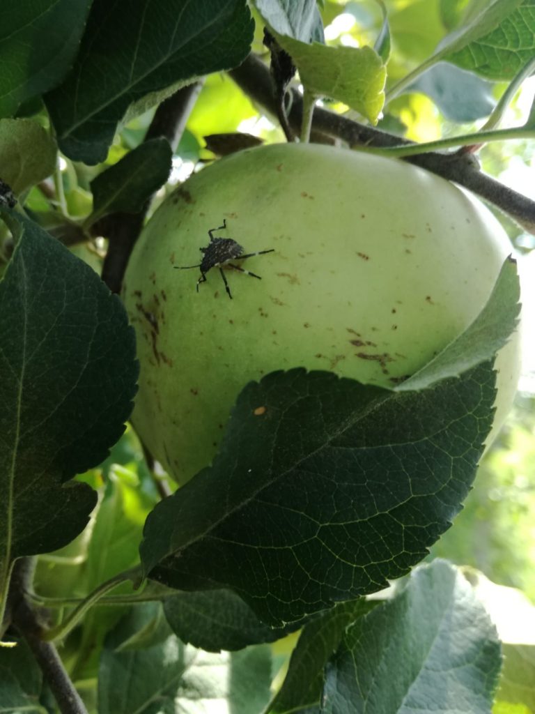 Cimice asiatica. Cia Veneto: bene nuovo stanziamento della Regione