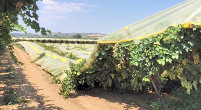 Furti e danneggiamenti nelle campagne. Puglia vittima di un sistema mafioso. Confagricoltura chiede a Salvini ‘una risposta ferma’