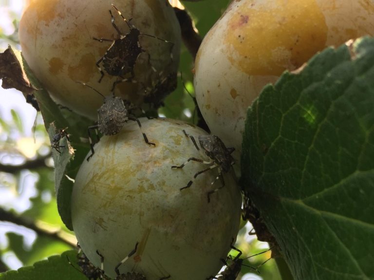 Cimice asiatica, Confagricoltura: è emergenza. Interventi per dare prospettive al comparto frutticolo
