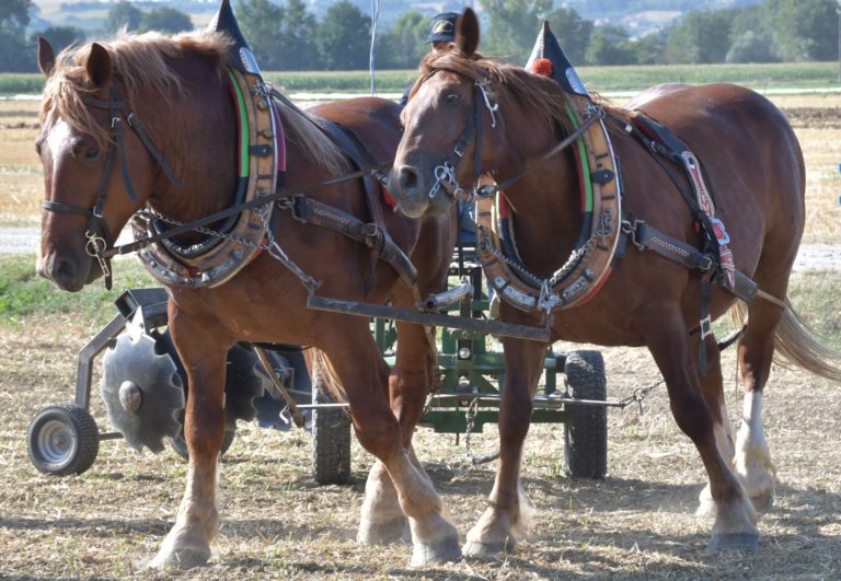 Ippicoltura. Cia: Valorizzare attività equestre in vita agricola e in economia aree interne