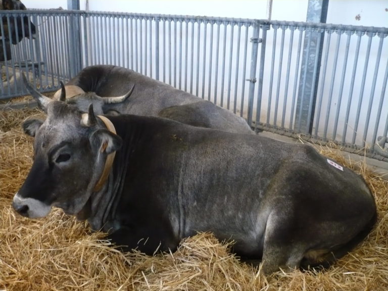 Zootecnia, D’Eramo (Masaf): A Strasburgo ha prevalso buonsenso