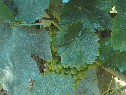 Uso del rame in agricoltura: l’Accademia dei Georgofili pubblica un position paper