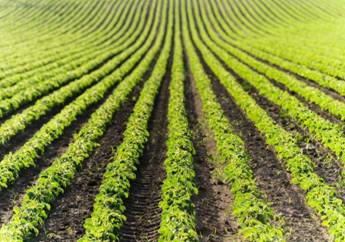 Corteva e Pro Farm: accordo commerciale per sviluppare nuovi prodotti biologici