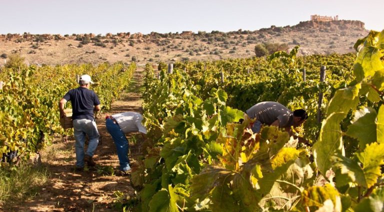Vendemmia in Sicilia. Calo medio del 30 per cento per la produzione, ottima la qualità