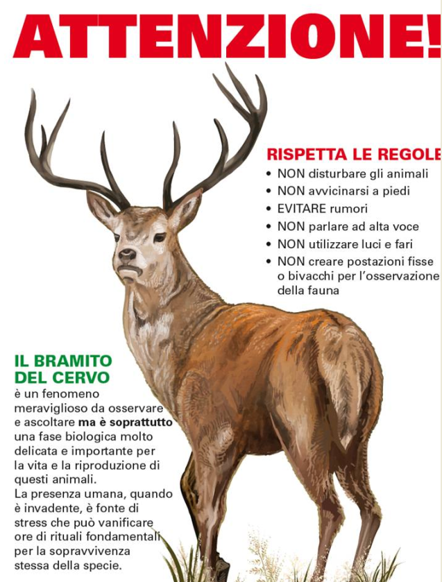 Silenzio, bramito in corso. Troppi visitatori nella piana del Cansiglio e il cervo si stressa nella stagione del corteggiamento
