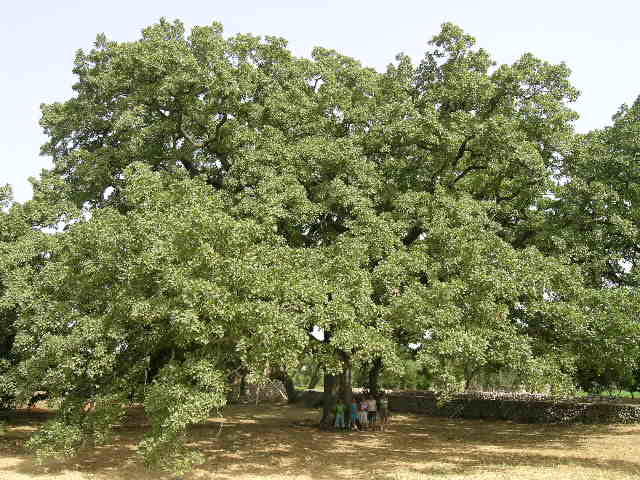 E’ l’albero più bello d’Italia. La secolare Quercia vallonea di Tricase è il Tree of the Year 2019