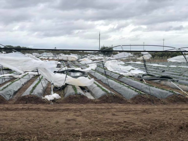 Rischi in agricoltura e assicurazioni. Rapporto Ismea: la polizza resta uno strumento cardine delle politiche aziendali di gestione del rischio
