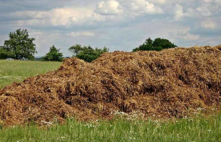 La richiesta. Copagri Lombardia: «Per piogge ultimi 40 giorni deroga per spandimento effluenti zootecnici»