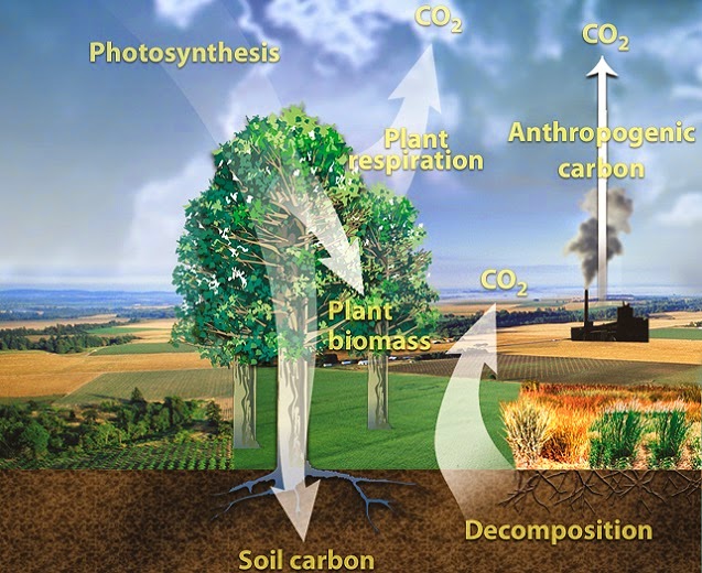 Anidride carbonica, da problema a risorsa. Chiave per sfida intensificazione produzione agraria per il 2050