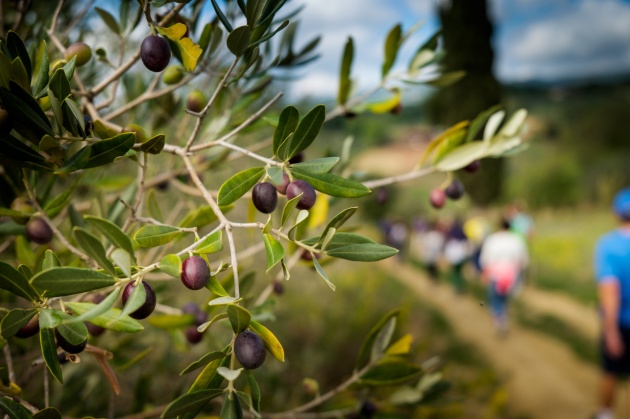 Turismo dell’olio, finalmente tra le priorità del Governo
