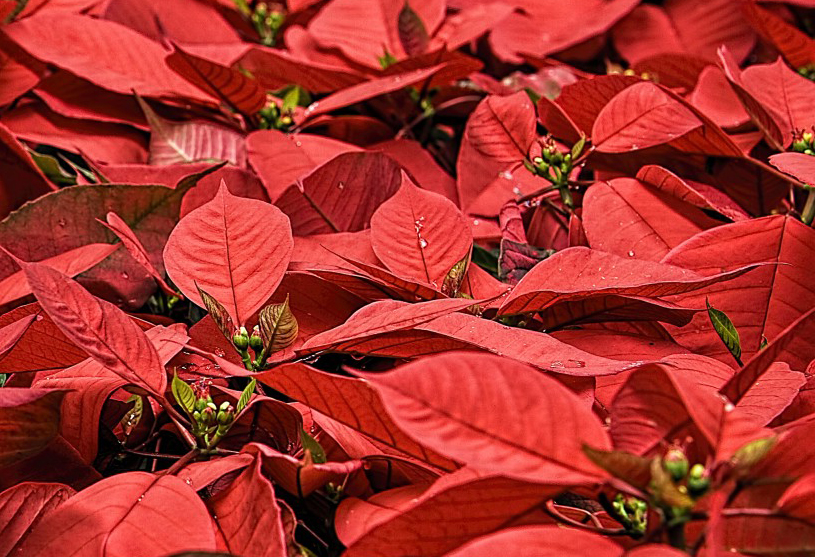 Stelle Di Natale.Stelle Di Natale 5 E Agrifoglio Made In Tuscany Trainano Il Mercato Florovivaistico Alberi Naturali Al 10 Agricultura It