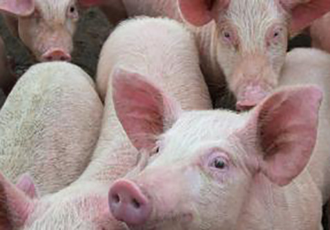 Peste suina africana. Efsa: lentamente la malattia si propaga nell’UE