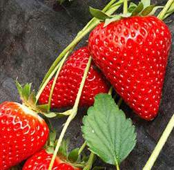 La fragola Rossetta sbarca sul mercato. Precoce e produttiva la novità 2020 di Nova Siri Genetics