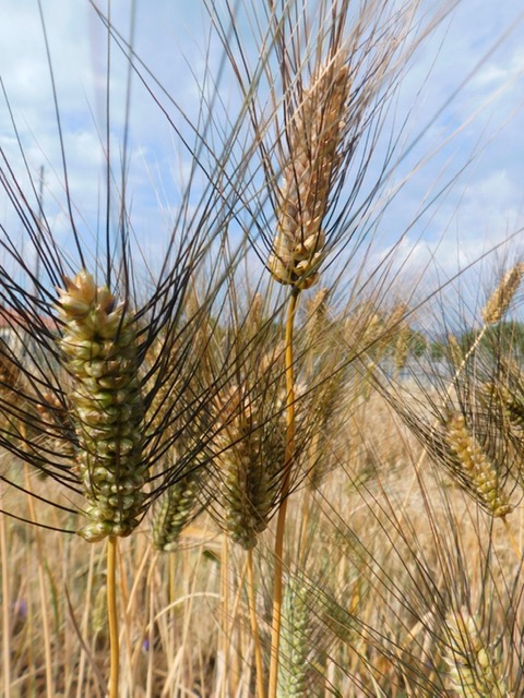 Ecco Vatra e Ricco. Su proposta Alsia, altre due varietà di cereali da conservazione della Basilicata riconosciute dal Mipaaf
