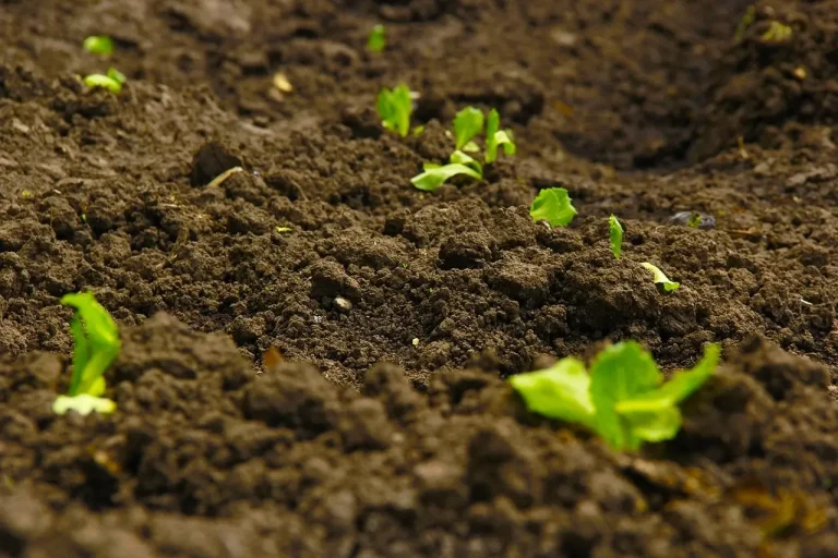 Un marchio di qualità per i fertilizzanti: garanzia di responsabilità, sostenibilità e innovazione