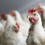 galline_avicoli