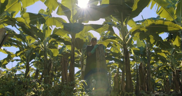Chiquita presenta il nuovo Rapporto sulla Sostenibilità. Ecco cosa c’è dietro il bollino blu