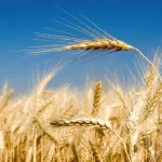 Grano duro