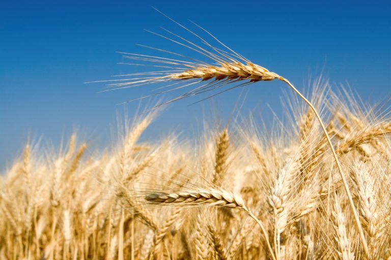 Grano duro: quotazioni il lieve aumento a Bari (12 dicembre): il Fino sale a 380-385 euro/t. Ma i valori restano bassi