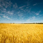 Grano duro