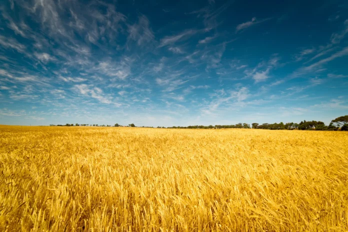 Grano duro