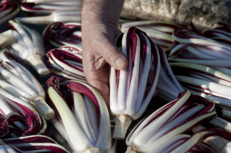 Produzione di qualità. Il Radicchio Igp in continua crescita, in mostra a Fruit Logistica