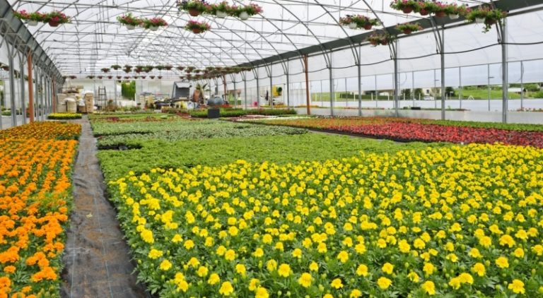 Florovivaismo toscano. Solo 6.500 ettari valgono un terzo del fatturato agricolo toscano. Cia: grandi spazi di crescita da sfruttare