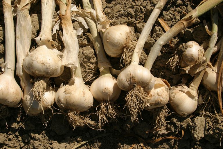 Aglio di Voghiera Dop. Le attenzioni fitosanitarie per la crescita della qualità