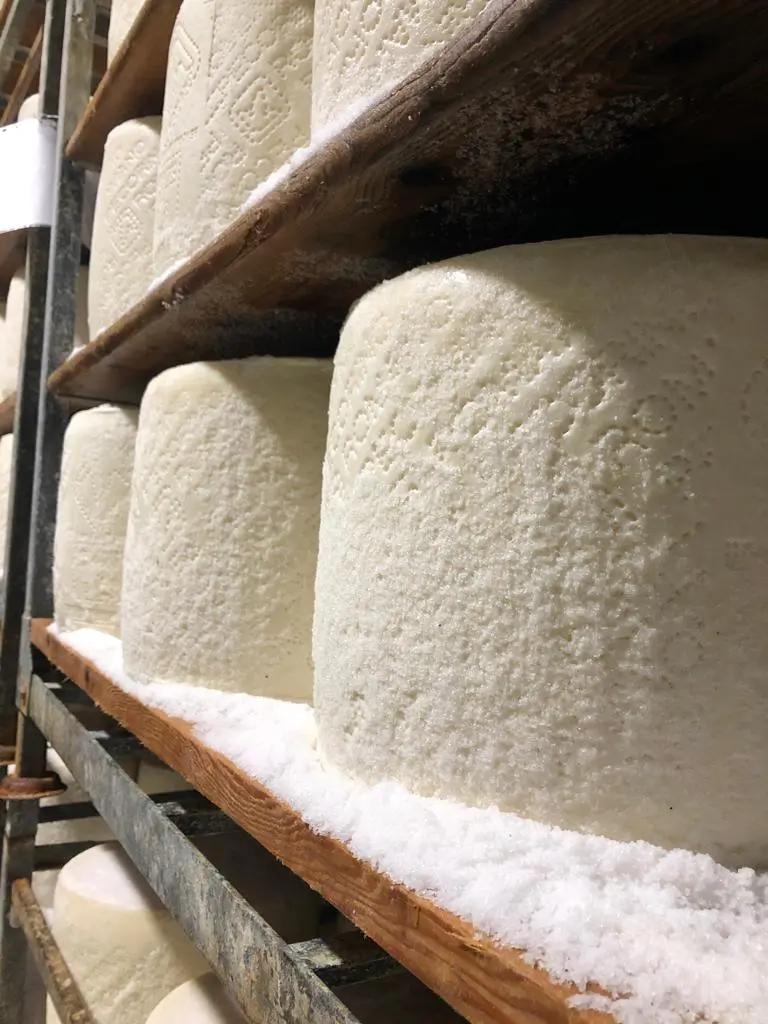 Pecorino Romano. Al via procedure per nuovo progetto del Consorzio in Canada