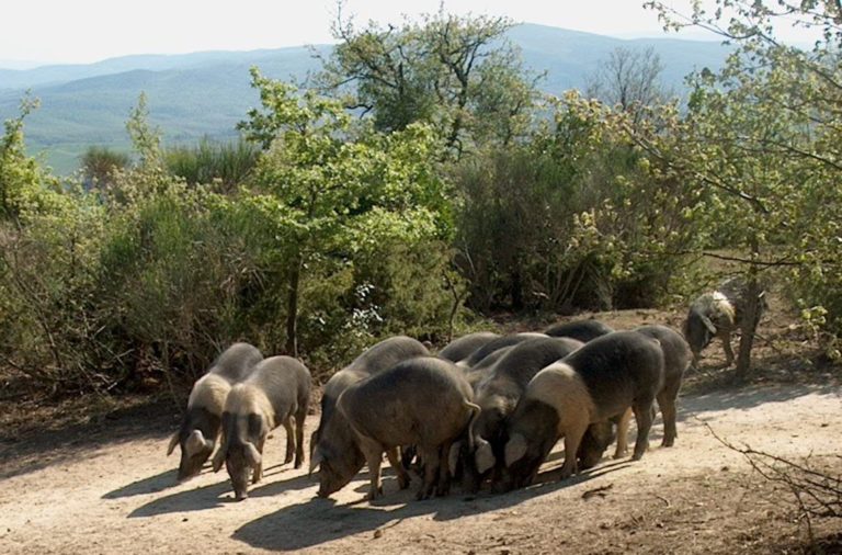 Benessere animale, in Toscana il nuovo bando 2025 per gli allevatori virtuosi