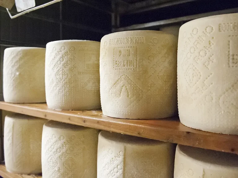 Bagarre sul disciplinare del Pecorino Romano Dop. Il Consorzio: le razze autoctone restano