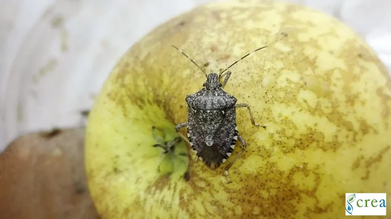 Frutticoltura. Da ENEA soluzioni innovative e trappole intelligenti contro gli insetti alieni