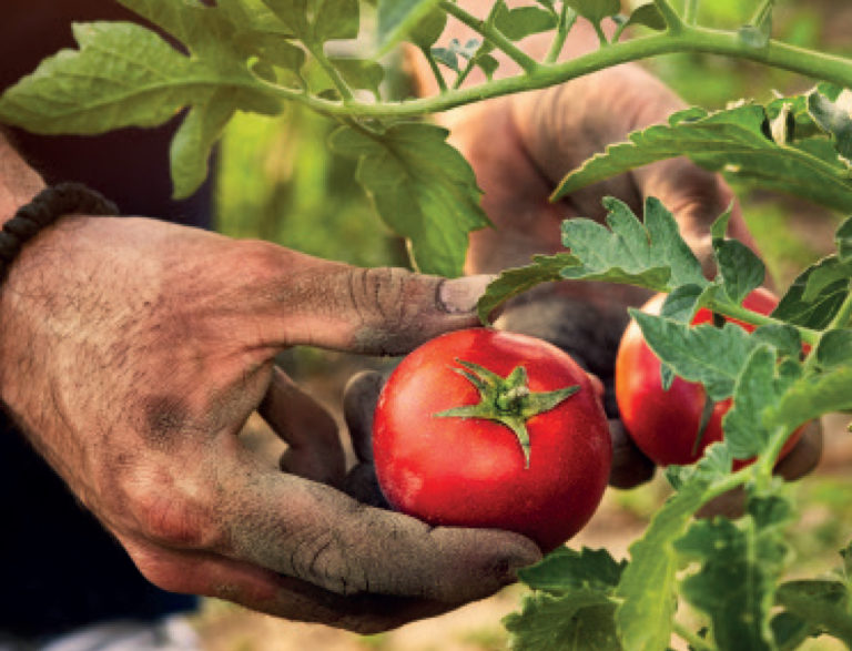 Coronavirus. Manca la manodopera nei campi, ma quanta ne serve? Indagine CREA svela qual è il contributo degli stranieri nell’agricoltura italiana