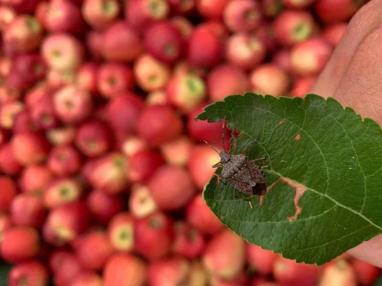Sfalci e buone pratiche contro la cimice asiatica. Il vademecum FEM per il mondo agricolo