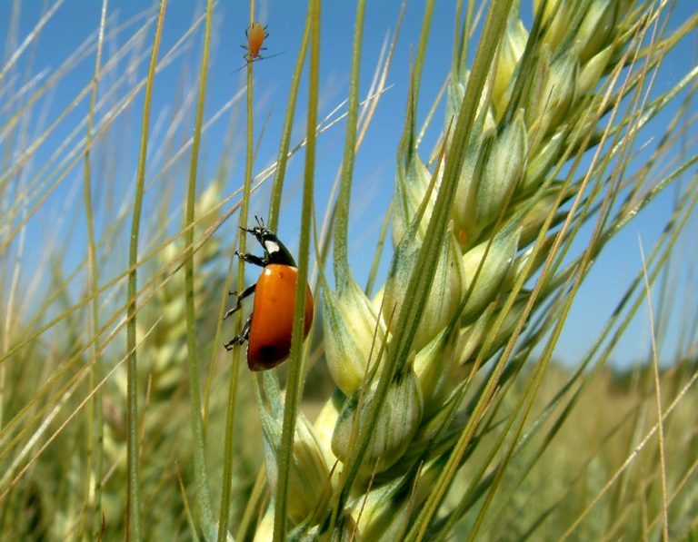 Biodiversità, Assosementi: sostegno a innovazione digitale è soluzione per green deal europeo