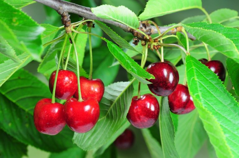 Ciliegie, Lazzàro (Confagricoltura Puglia): ottima annata e prezzo adeguato ripagano gli investimenti degli imprenditori