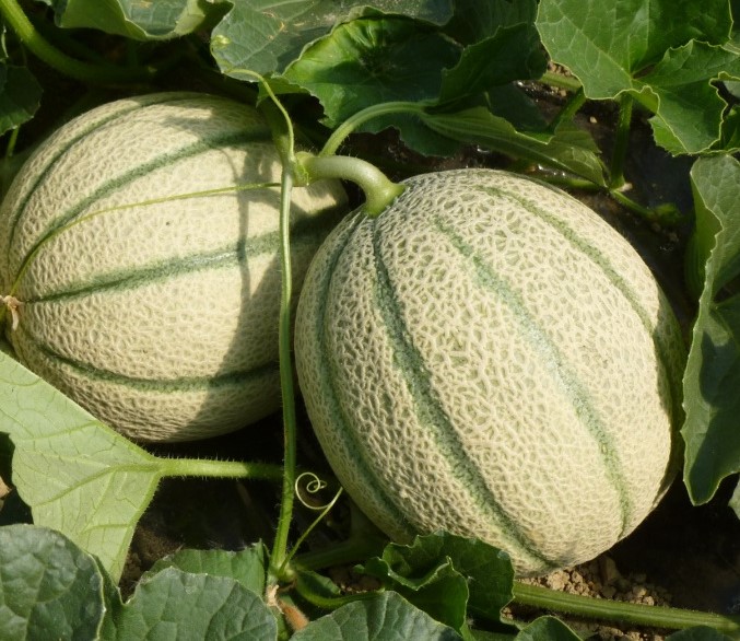 Meloni. Verona, volano i consumi e anche i prezzi: da 1,30 a 1,50 euro al kg