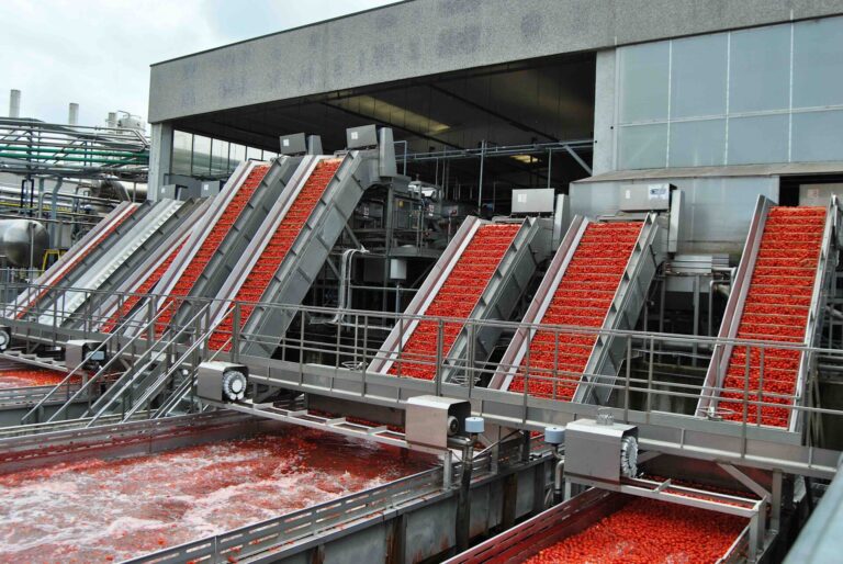 Campagna del pomodoro da industria del Nord Italia al via.  Si coltivano 37.071 ettari, cresce il biologico