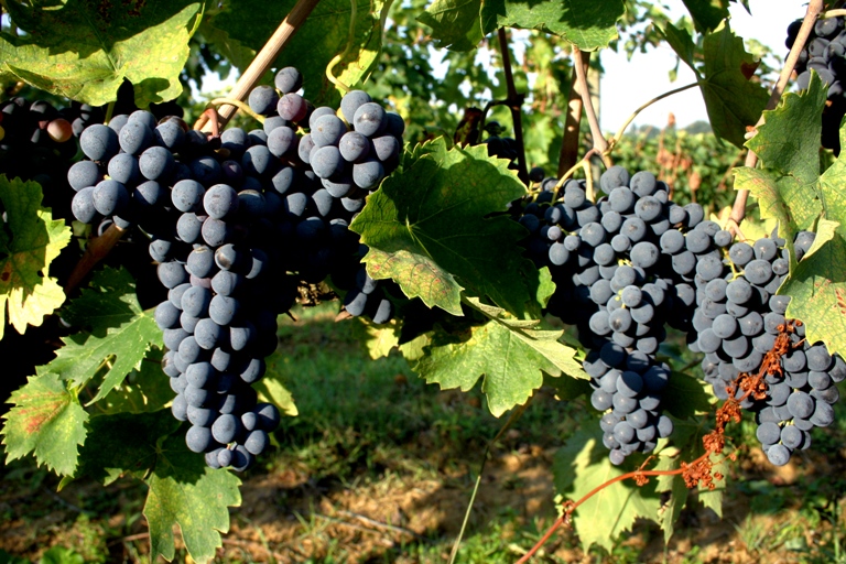 Mipaaf, firmati decreti a sostegno del settore olivicolo e vitivinicolo. Ecco cosa cambia